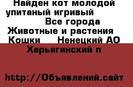 Найден кот,молодой упитаный игривый 12.03.2017 - Все города Животные и растения » Кошки   . Ненецкий АО,Харьягинский п.